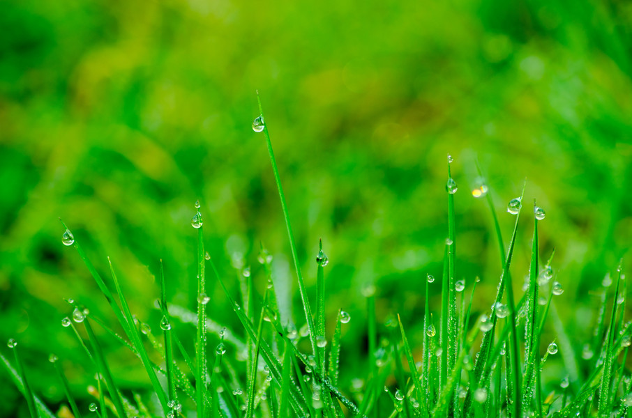 Grüne Wiese mit vereinzelten Tautropfen