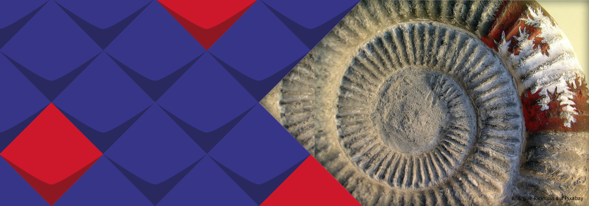 Abgebildet ist eine fossile schneckenartige Struktur in Grautönen, die an ihrem äußeren Ausläufer ein farbiges Muster hat.