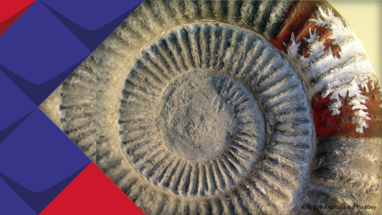 Abgebildet ist eine fossile schneckenartige Struktur in Grautönen, die an ihrem äußeren Ausläufer ein farbiges Muster hat.